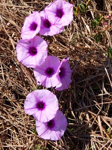 Garden spring purple flower