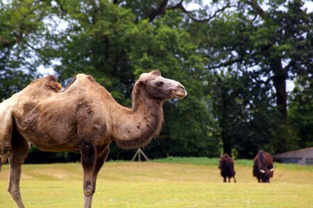 Water park animal park photo