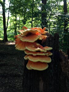 Mushrooms on tree forest bizarre photo