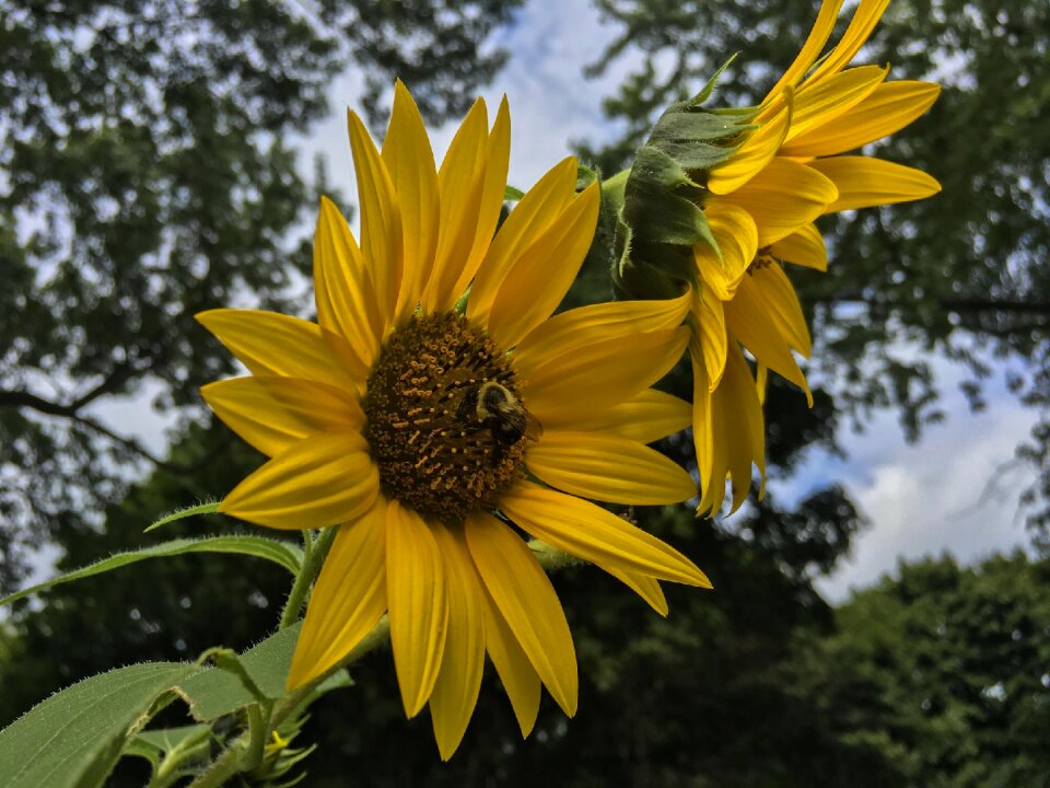 Nature sunflower