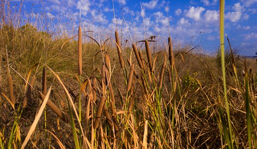 Reeds cigar water plants
