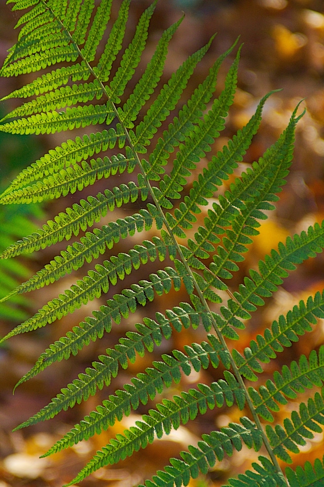 Nature green fern