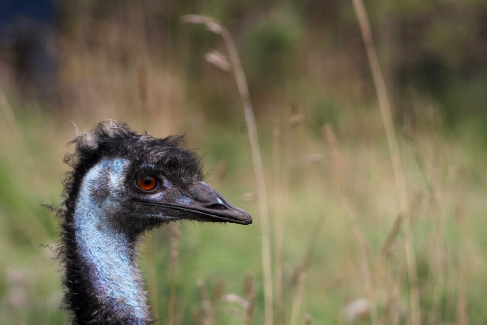 Wildlife animal wild