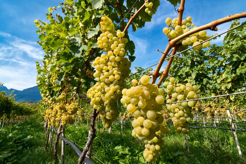 Vine winegrowing grapevine