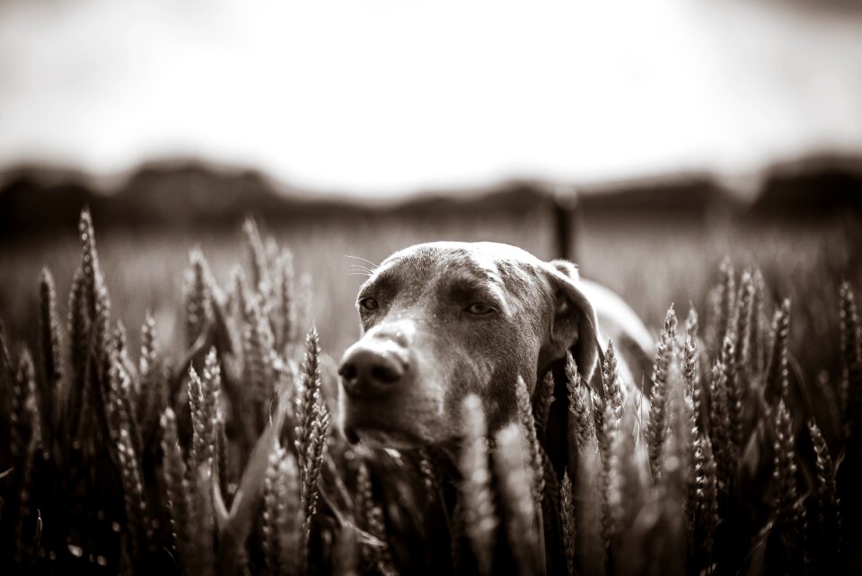 Weimaraner field sepia photo