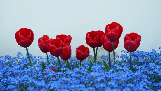 Tulips forget me not flowers