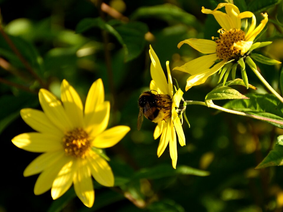 Close up nature yellow