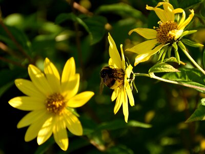 Close up nature yellow