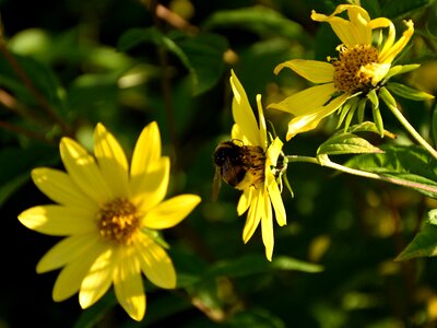 Close up nature yellow photo