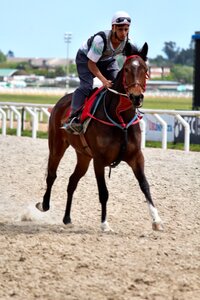 Jockey racehorse separated by comma