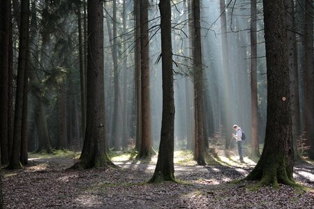 Hiking light trees photo