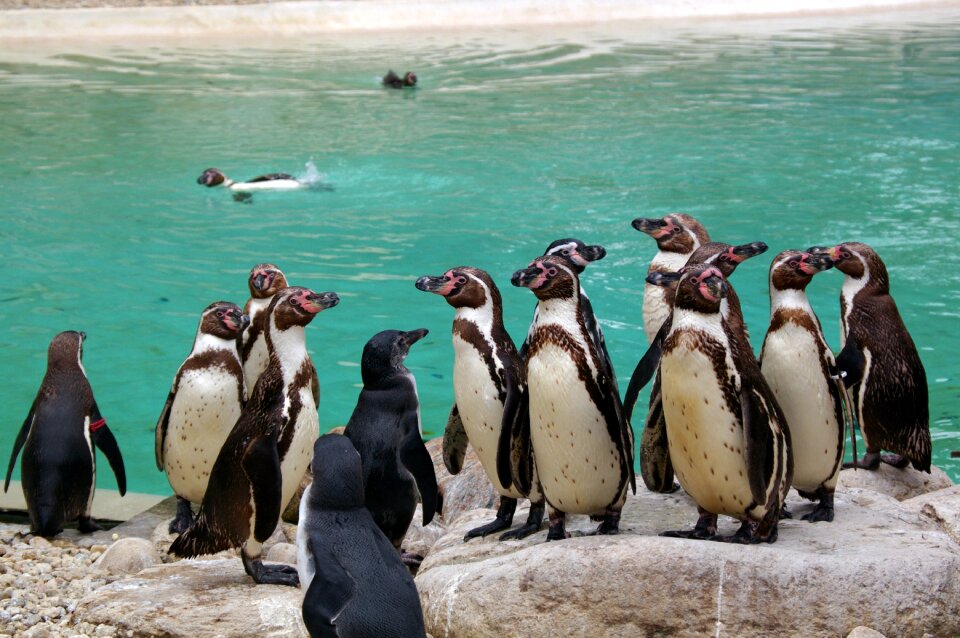 Water park animal park