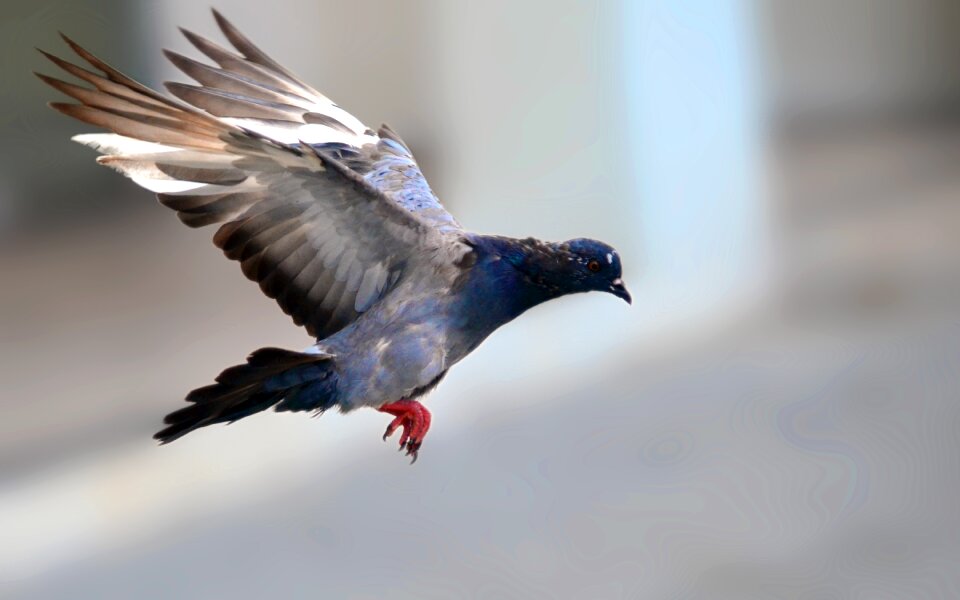 Park wings blue