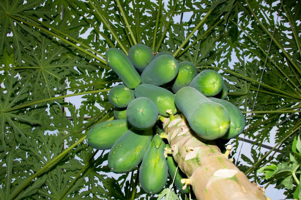 Fruit leaves field