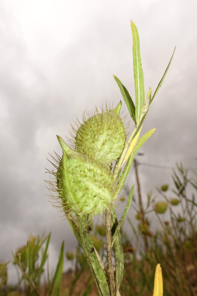 Meadow grass green