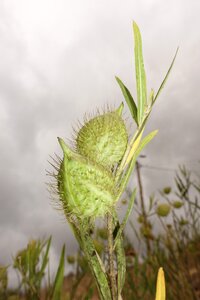 Meadow grass green