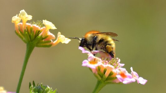 Spring nature garden