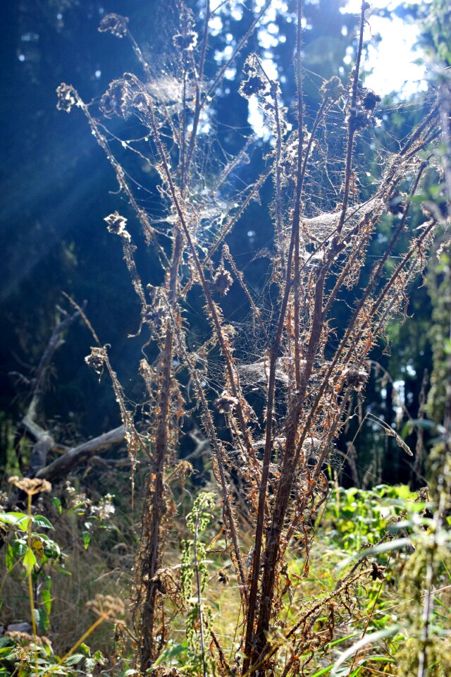 Sunbeam glade mood