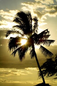 Palm tree island beach photo