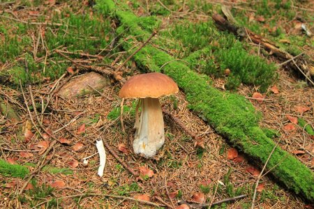 Mushrooms litter moss