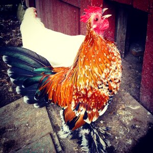 Farm poultry rooster photo