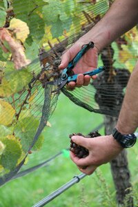 Organic vineyard viticulture