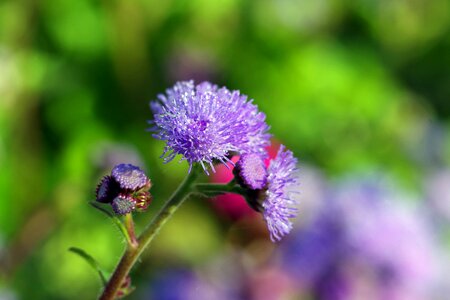 Blue violet minor