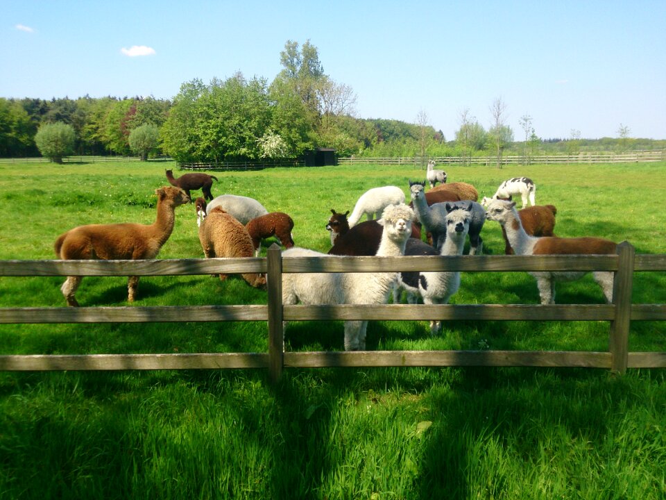 Spring alpaca wool