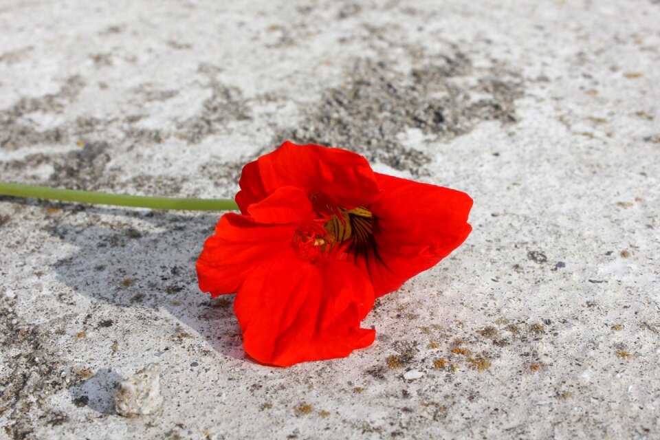 Orange flower nature red orange