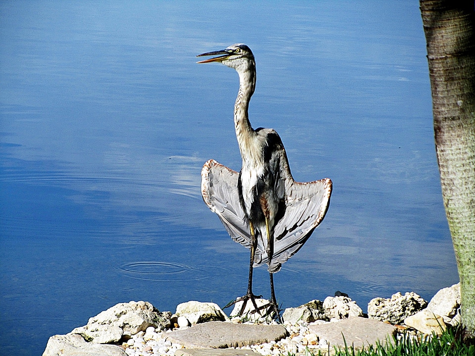 Blue heron lake outdoors