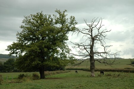 Old landscape meadow