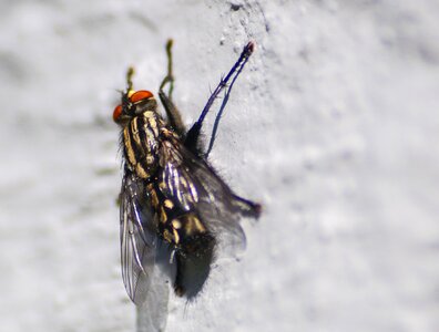Nature bug close