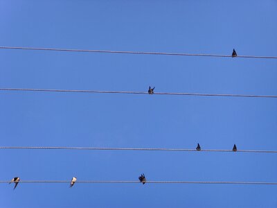 Device birds swallow photo