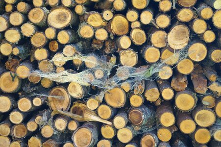 Stacked up brown firewood