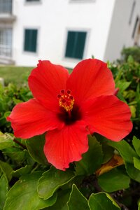 Foliage flowers red flower photo