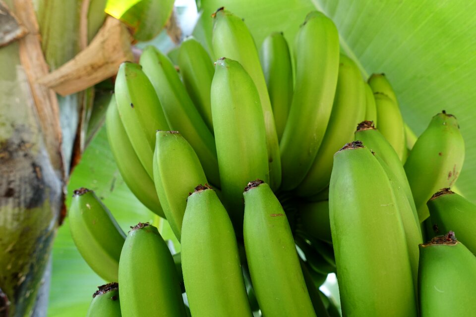 Musa nature green