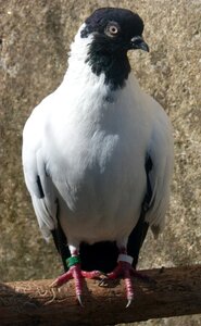 Vol catalan colom pigeon racing breeding