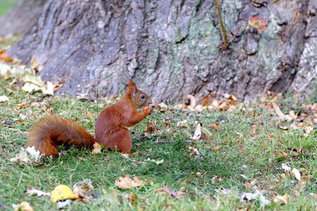 Park grass walnut