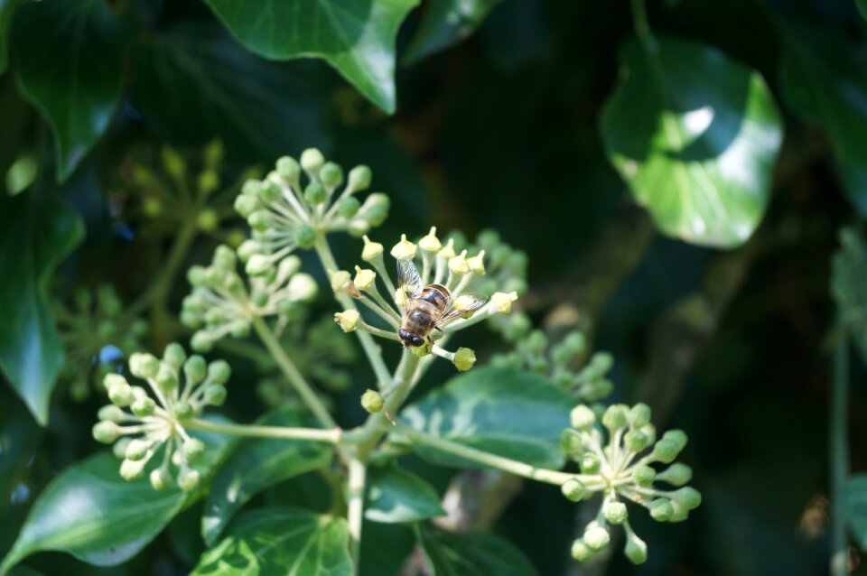 Insect pollination nectar