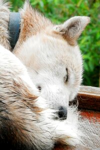 Nap canine content