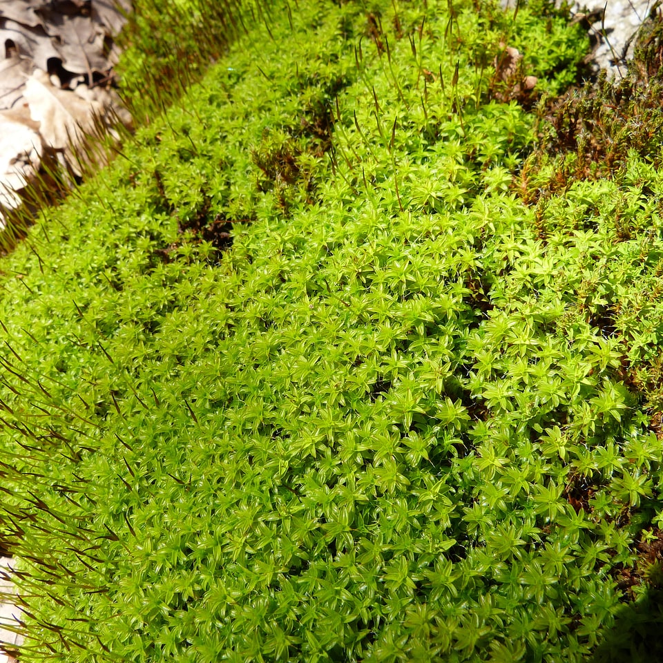 Green nature detail