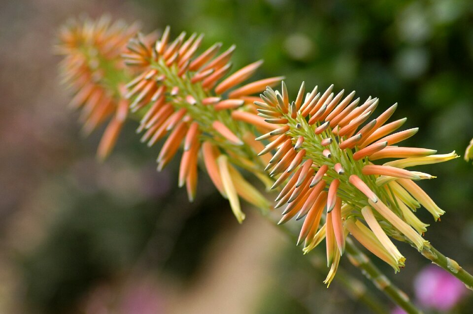 Botanical garden affix greenhouse