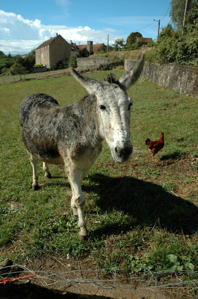 Hen farm grass