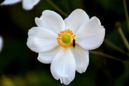Close up insect nature
