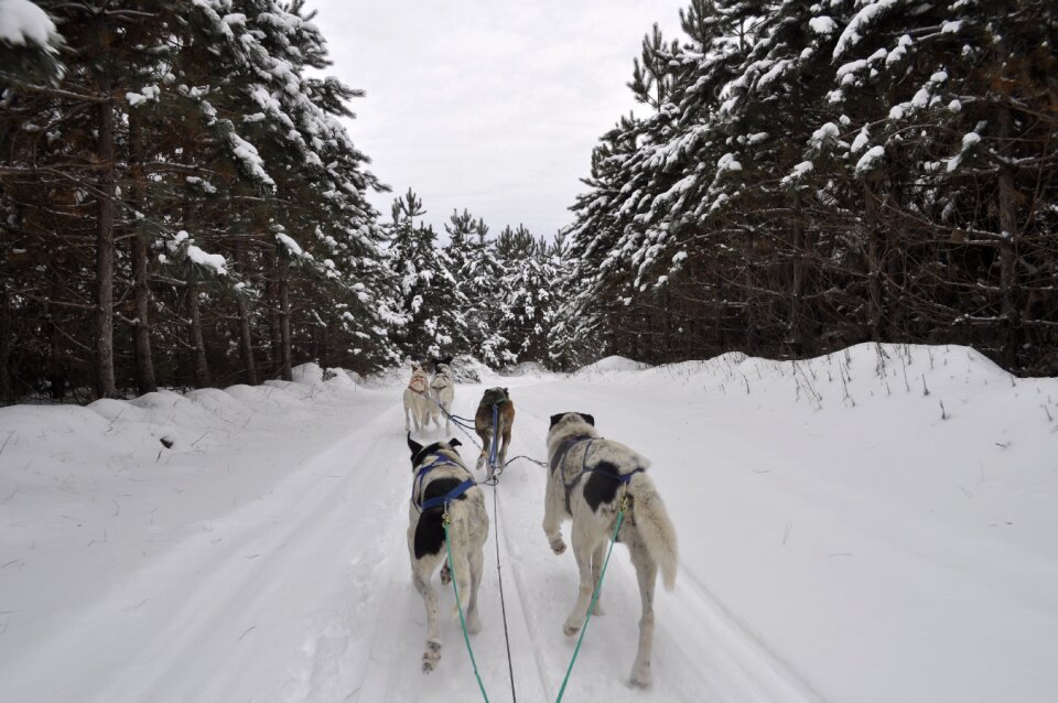 Forest race canada