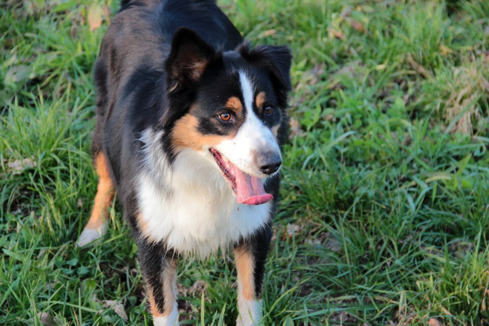 Dog language grass