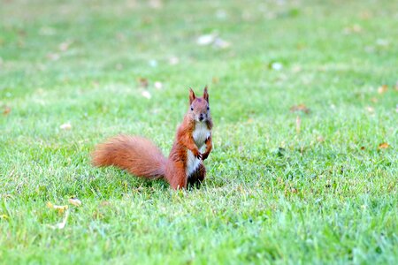 Park grass walnut photo