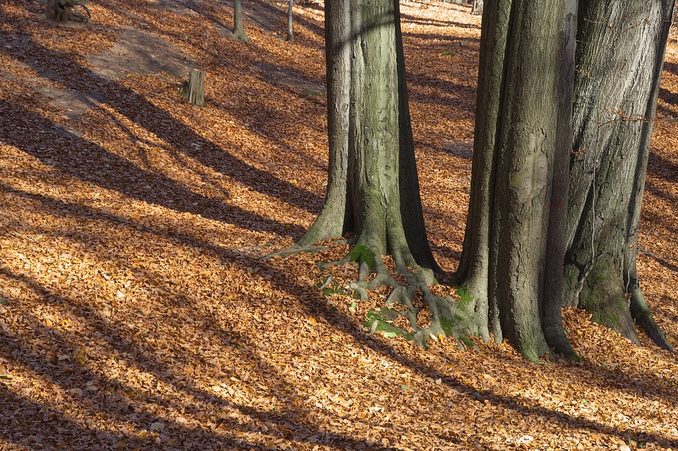 Shadow leaves tree trunks