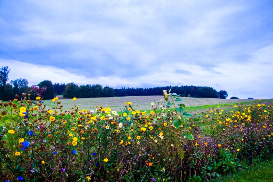 Sky plant autumn