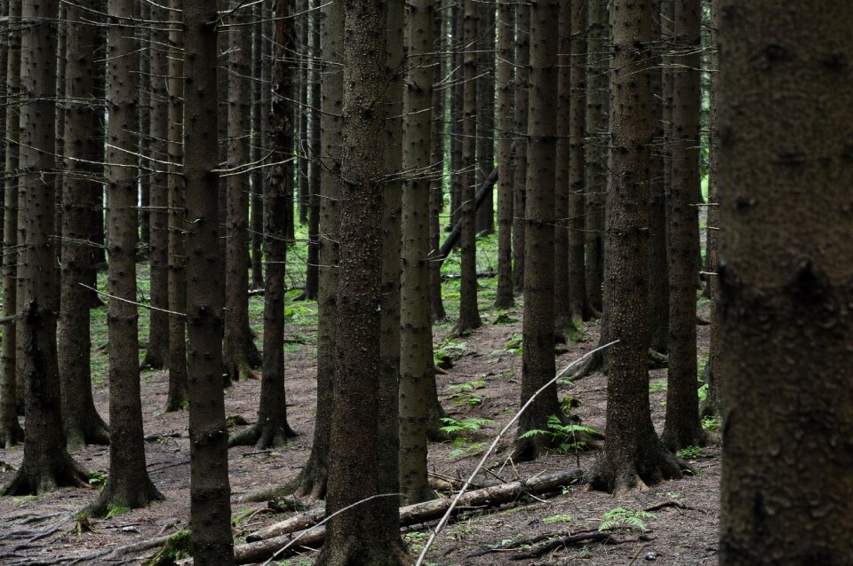 Wood outdoor summer